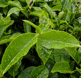 Fresh green leaves with water on them